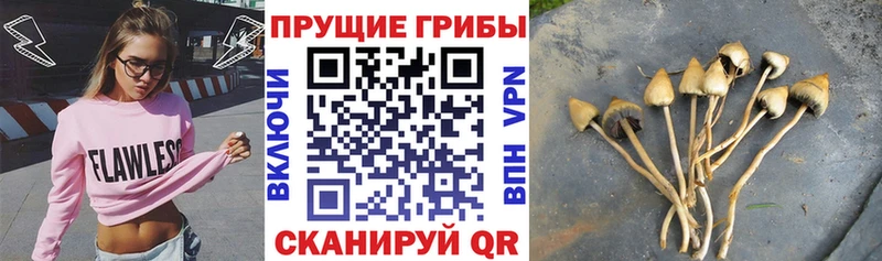 KRAKEN ССЫЛКА  Салехард  Галлюциногенные грибы мицелий 